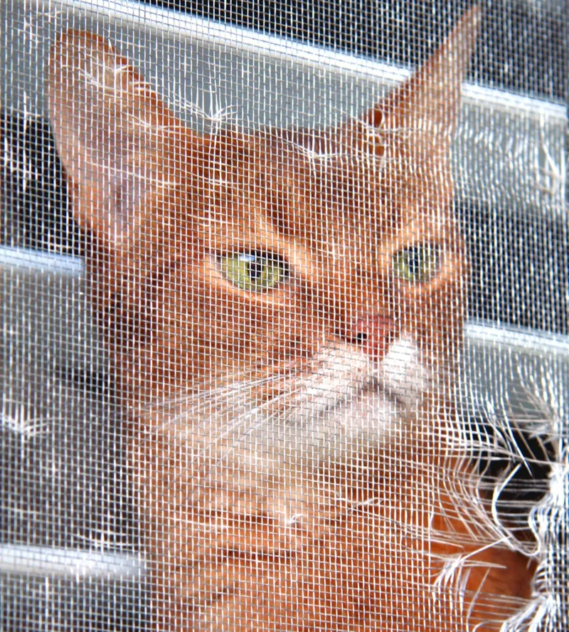 An orange cat looking out through a torn window screen